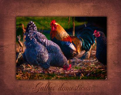 Chicken Poster Gallus domesticus PayPal
