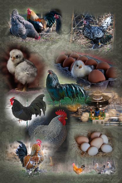 Poster Chicken Breeds 20 x 30 by Frederick Dunn PayPal