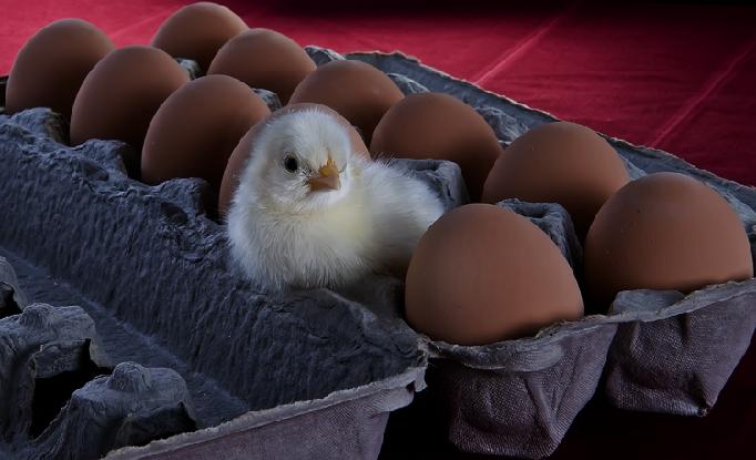 day old chick in egg carton