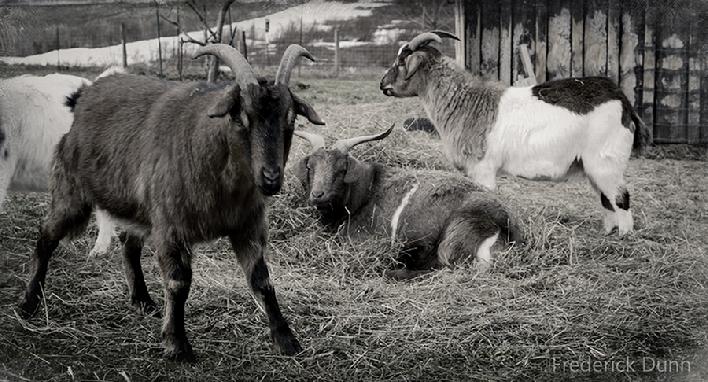 Tennessee Fainting Goats at Fred's Fine Fowl